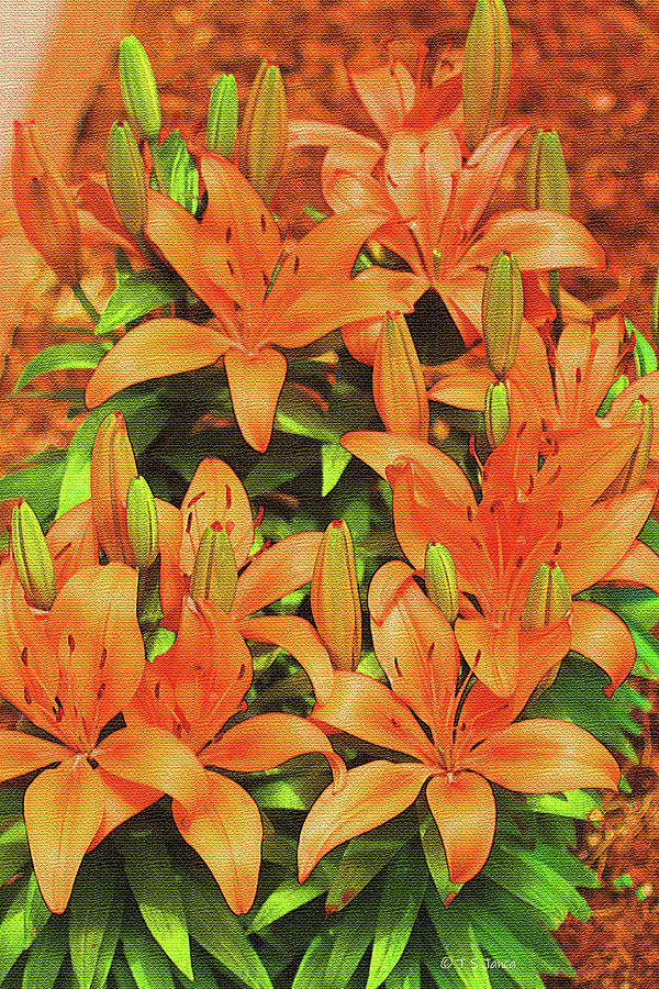 Elk Food Orange Lilies Digital Art by Tom Janca