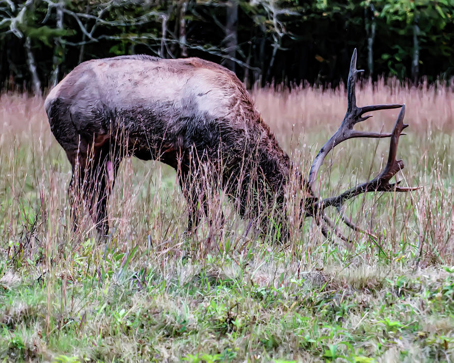elk grazing in NC field 02 Photograph by Flees Photos