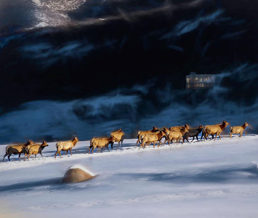 Elk Herd at Dawn Photograph by Wayne King