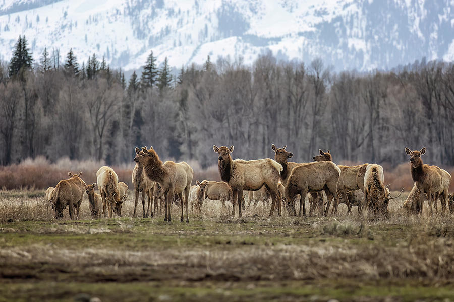 Elk Herd at Elk Flats - Go Figure Photograph by Belinda Greb