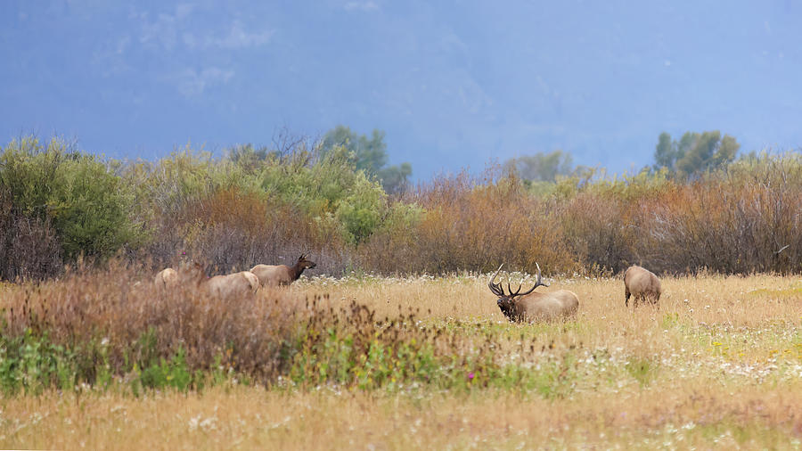 Elk Herd Photograph by Brook Burling