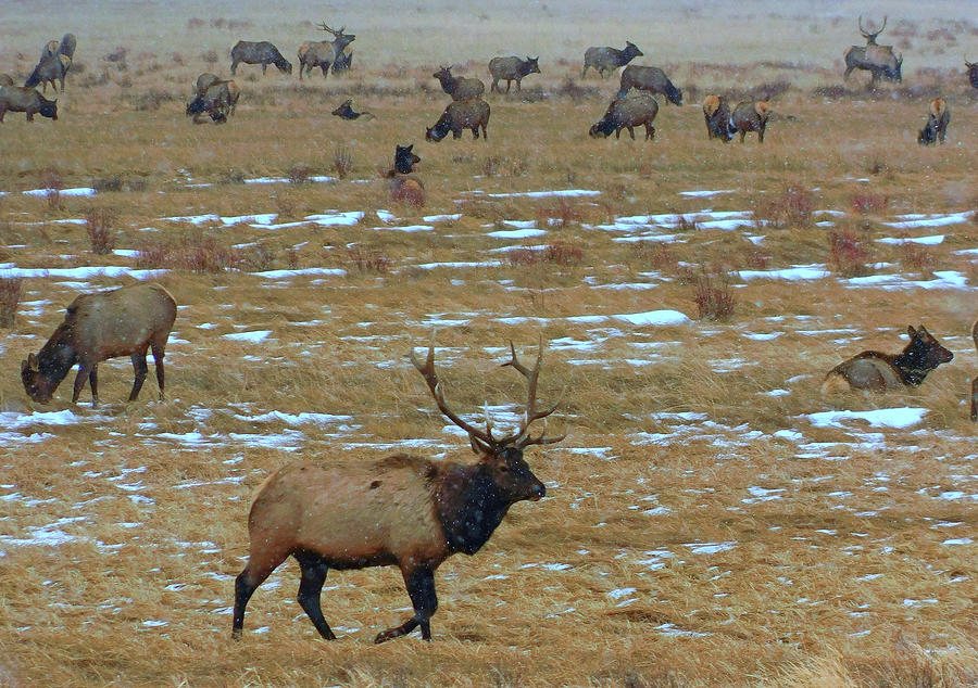 Elk herd Photograph by Carl Moore