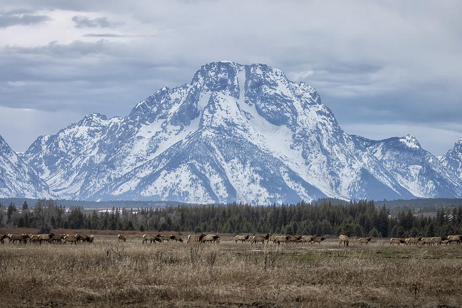 Elk Herd in Front of the Grand Tetons Photograph by Belinda Greb