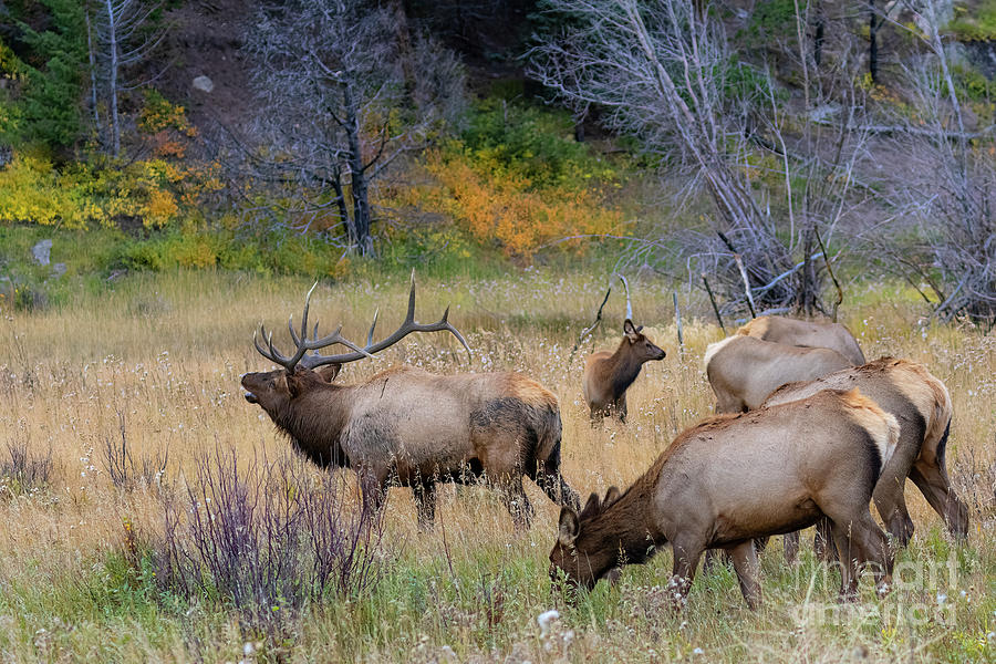 Elk Herd In Rut Season Photograph