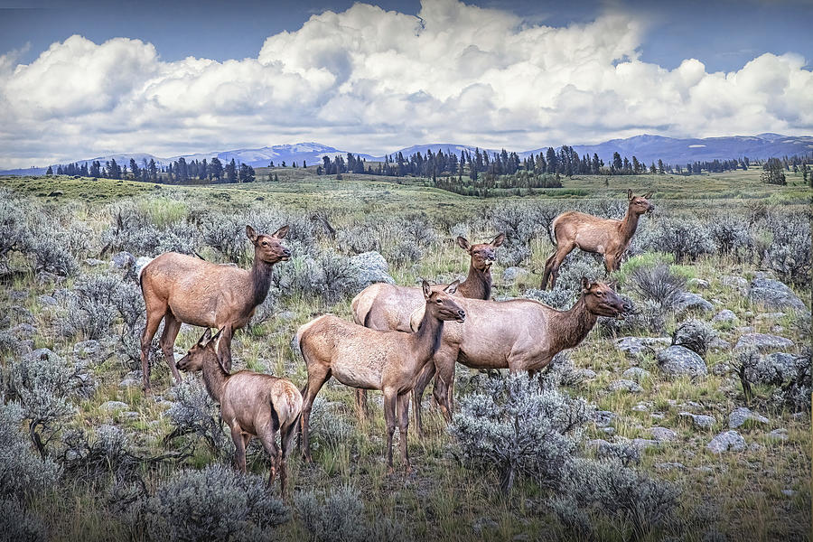 Elk Herd in Yellowstone National Park Photograph by Randall Nyhof