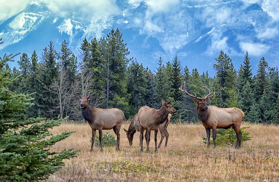 Elk Herd Photograph