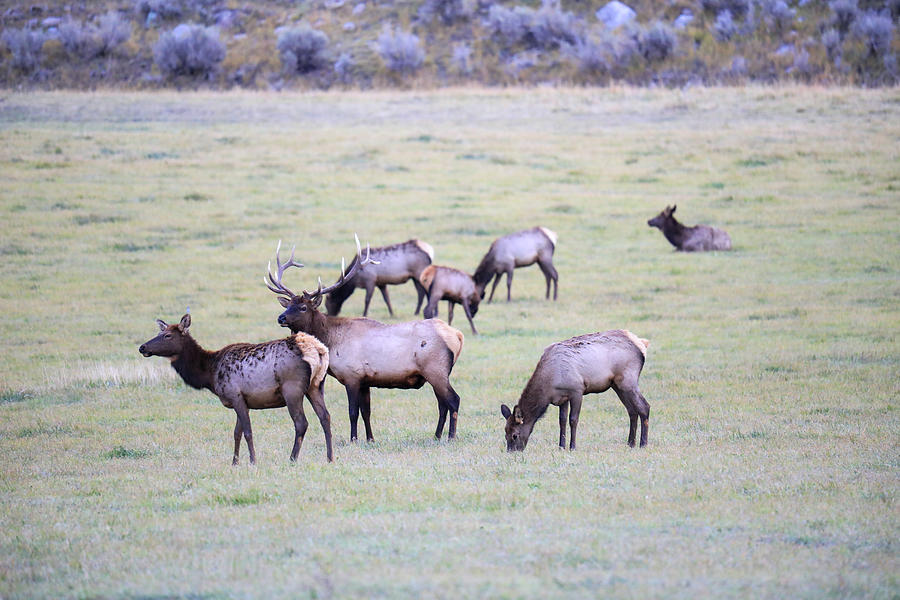 Elk in a field  Photograph by Jeff Swan