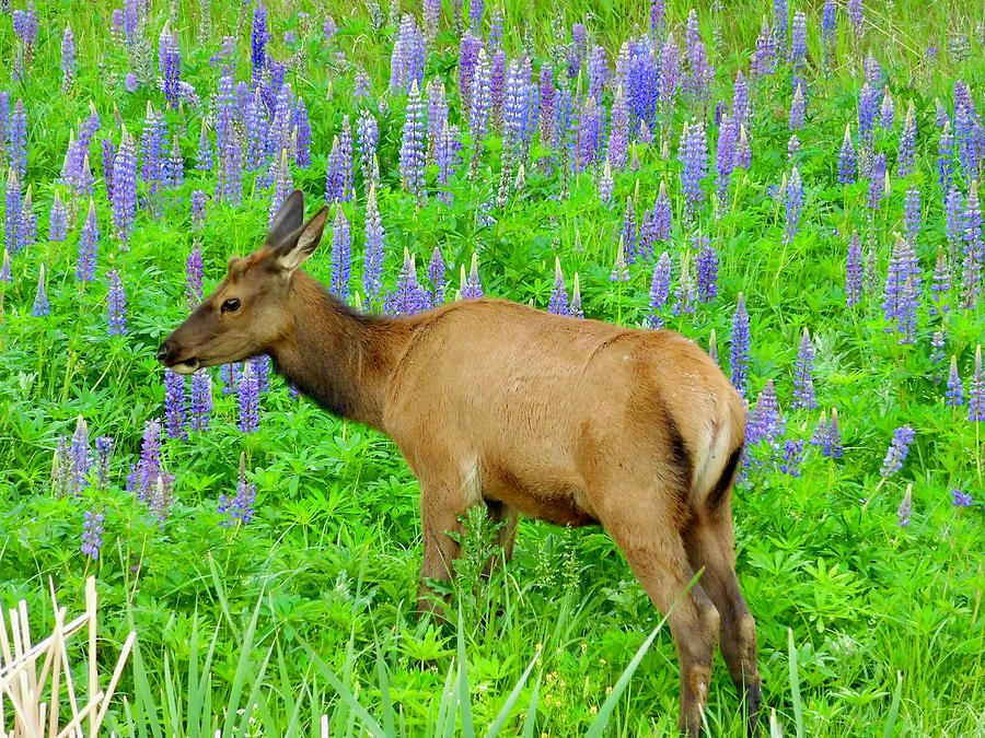 Elk in a Lilac Field Photograph by Dan Miller
