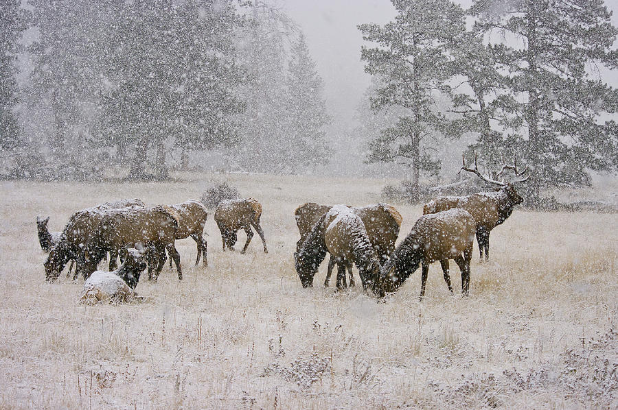 Elk in a snow storm - 1135 Photograph by Jerry Owens