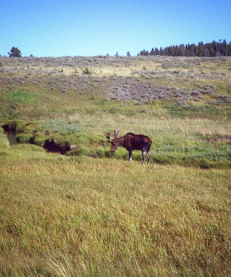Elk in Custer National Park Photograph by Gordon James
