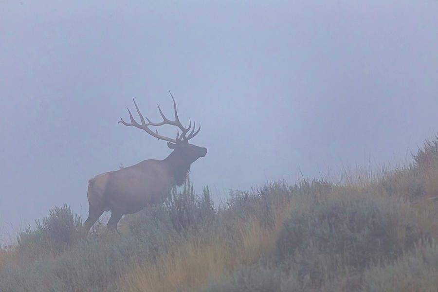 Elk in Fog by Michael Chatt Elk in Fog by Michael Chatt