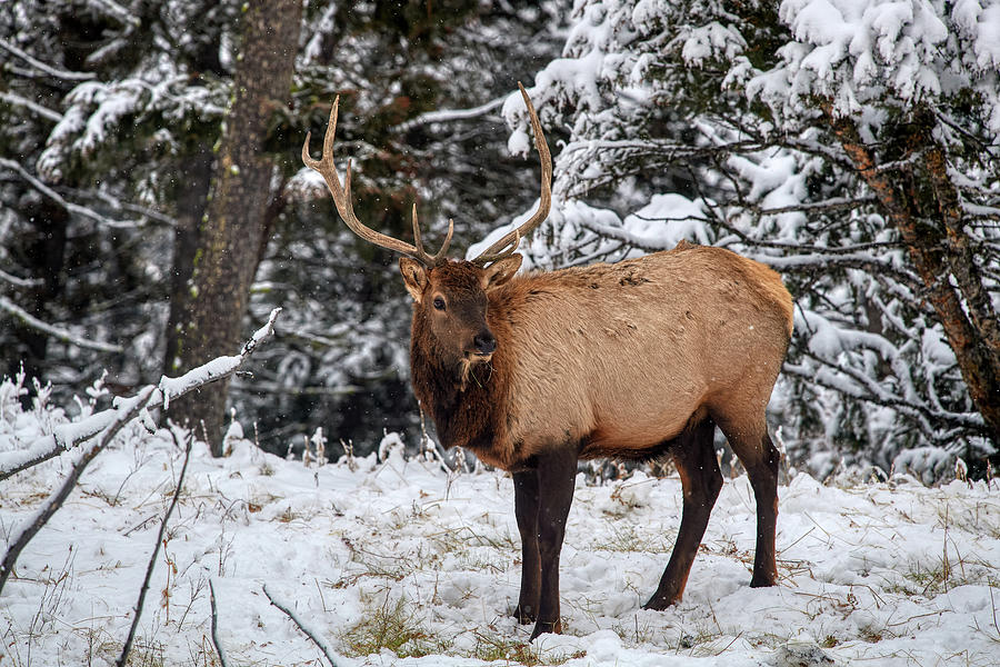 Elk in Forest Photograph by Paul Freidlund