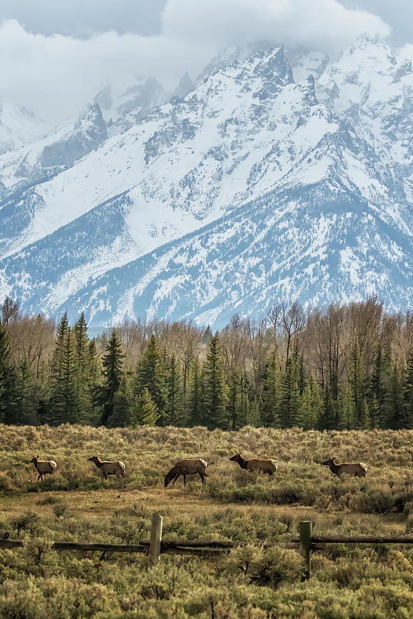 Elk in front of the Grand Tetons Photograph by Belinda Greb
