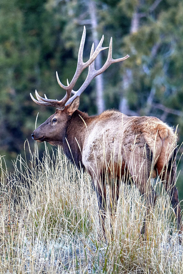 Elk In Grass Photograph by Paul Freidlund
