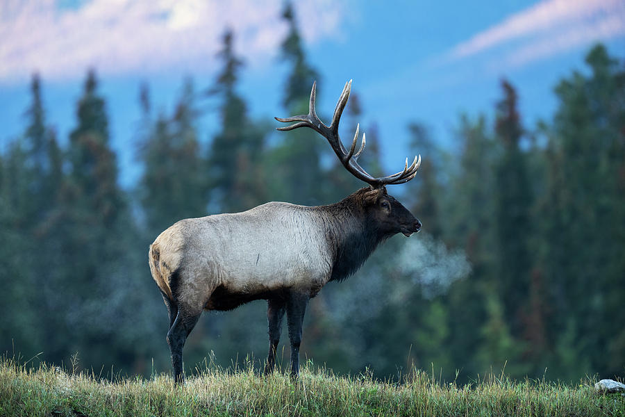 Elk in Jasper Photograph by Yoshiki Nakamura