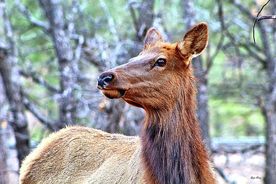 Wildlife Mixed Media - Elk In Kaibab National Forest 002 by Gayle Berry