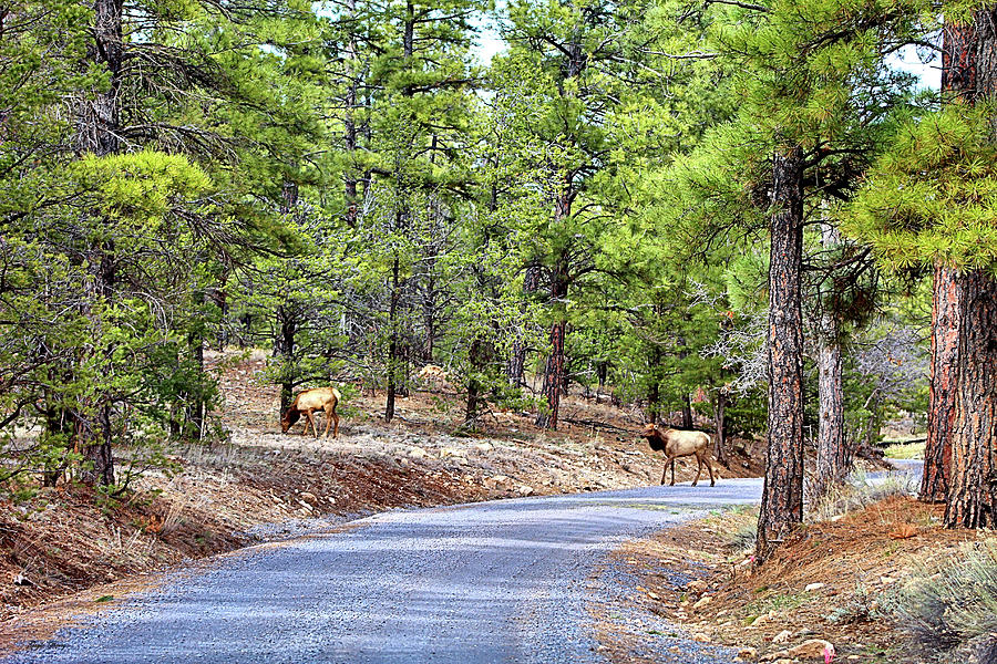 Wildlife Mixed Media - Elk In Kaibab National Forest 003 by Gayle Berry