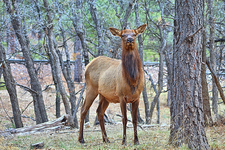 Wildlife Mixed Media - Elk In Kaibab National Forest by Gayle Berry
