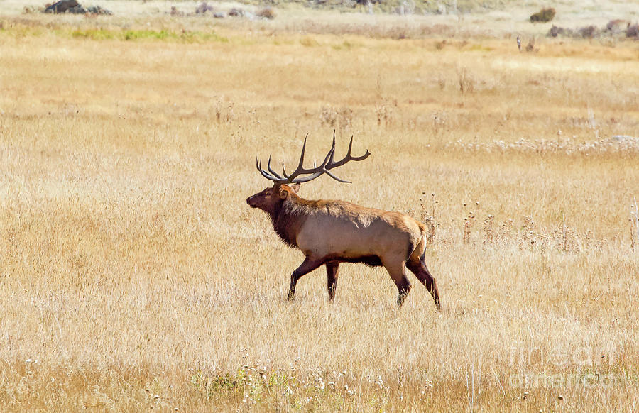 Elk in Meadow Photograph by Shirley Dutchkowski