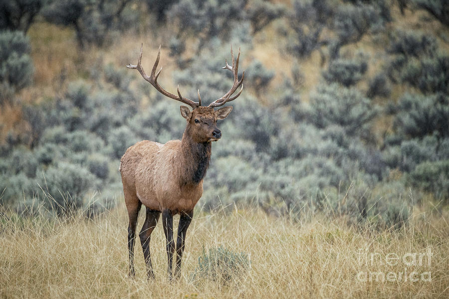 Elk In Rain Photograph by Al Andersen