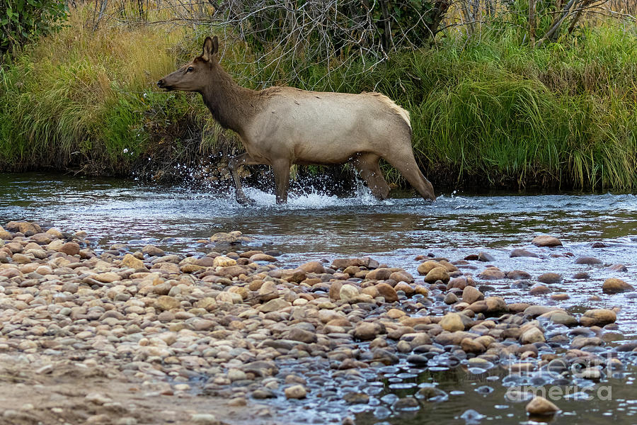 Elk In River Photograph