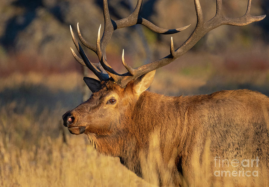 Elk in Rocky Mountain National Park Photograph by Steven Krull