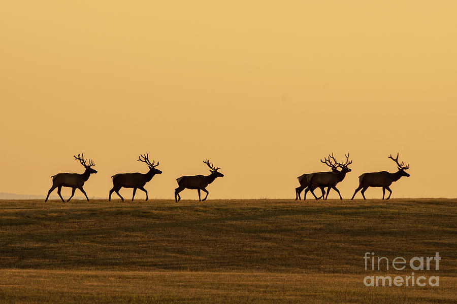 Elk In Silhouette Photograph by Gary Beeler