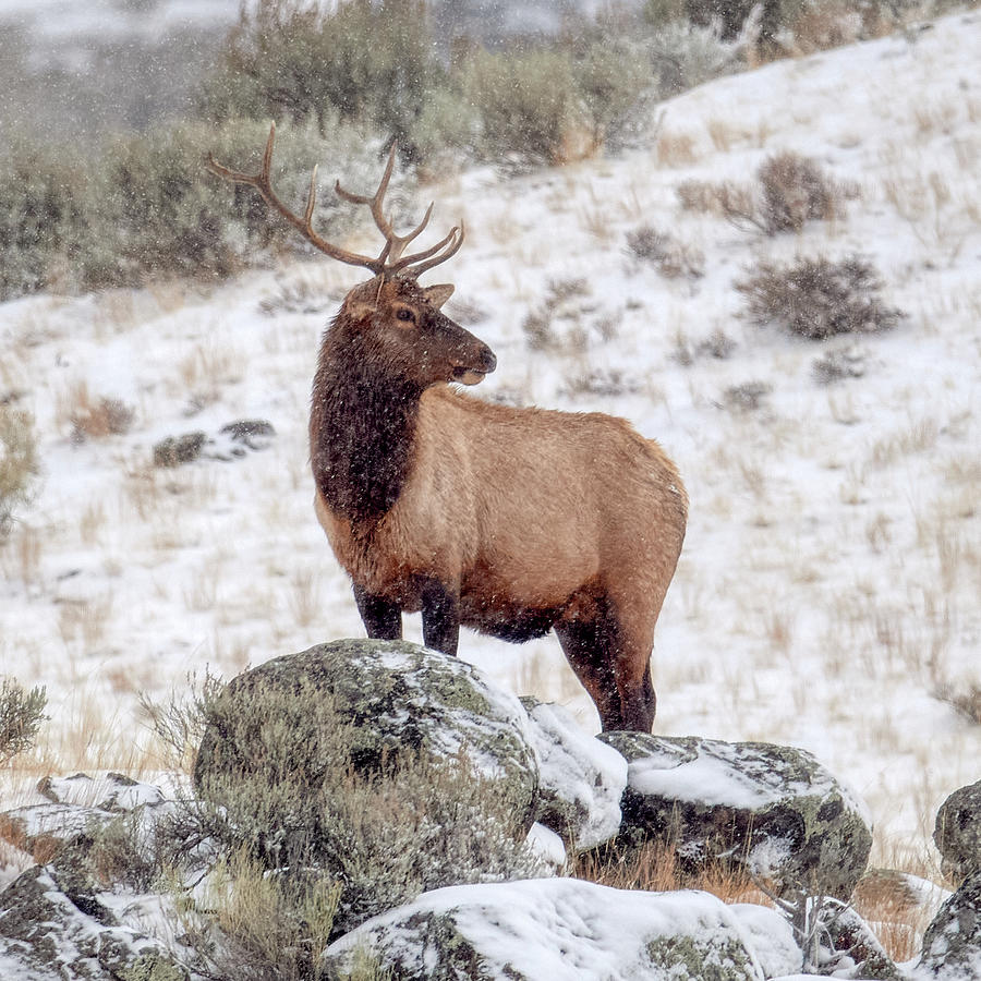 Elk In Snowstorm Photograph by Paul Freidlund