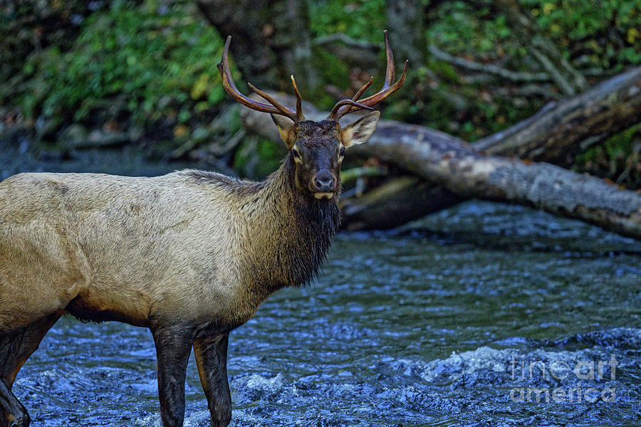 Elk Photograph - Elk In Stream by Paul Mashburn
