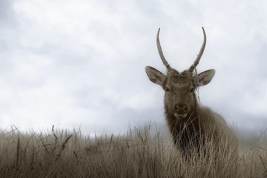 Elk in the Coastal Grasses Photograph by Don Schwartz