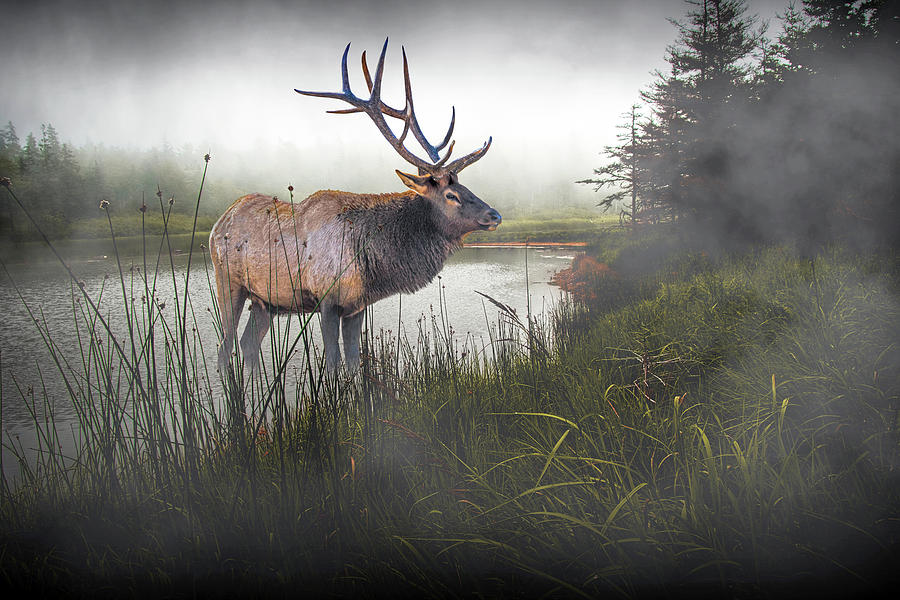 Elk in the Fog waiting for the Morning Bugle Photograph by Randall Nyhof