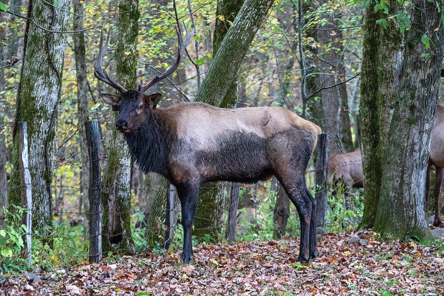 Elk in The Great Smoky Mountains National Park Photograph by Peter Ciro