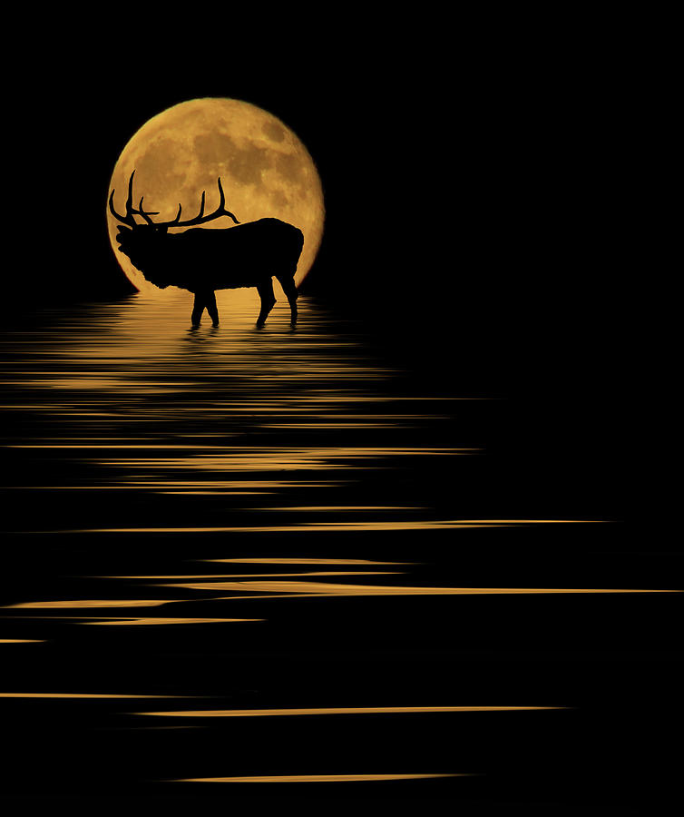 Elk In The Moonlight Photograph by Shane Bechler
