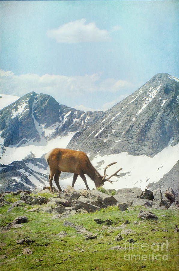Elk in the Rocky Mountains Photograph by Jill Battaglia
