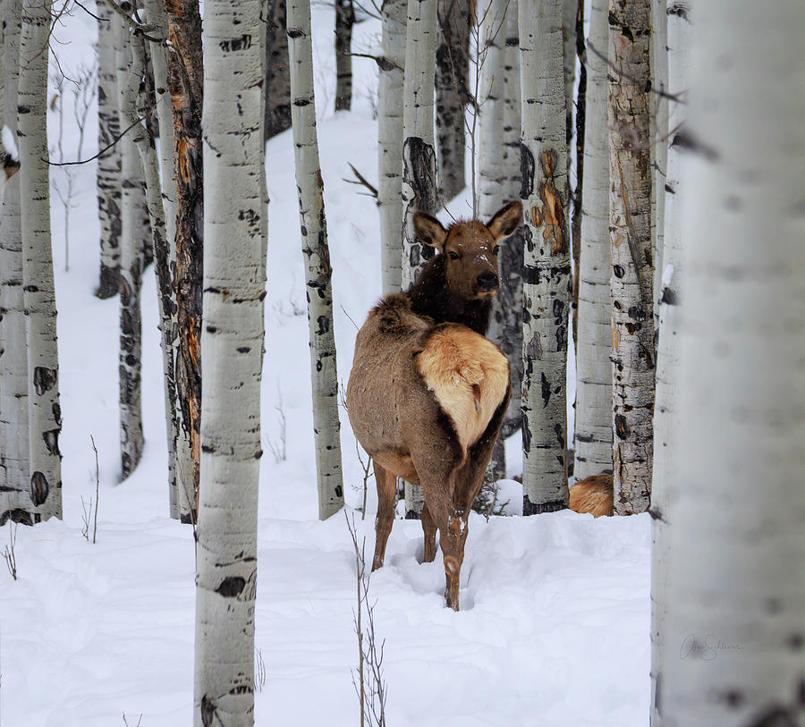 Elk in Winter Aspen Photograph by Alice Schlesier