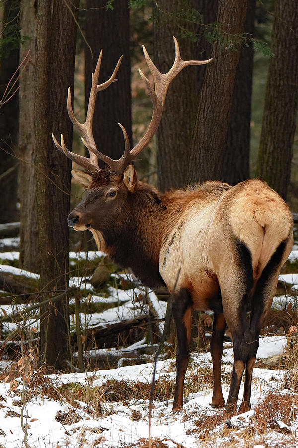 Elk in Winter Photograph by Ralph Scherder - Fine Art America