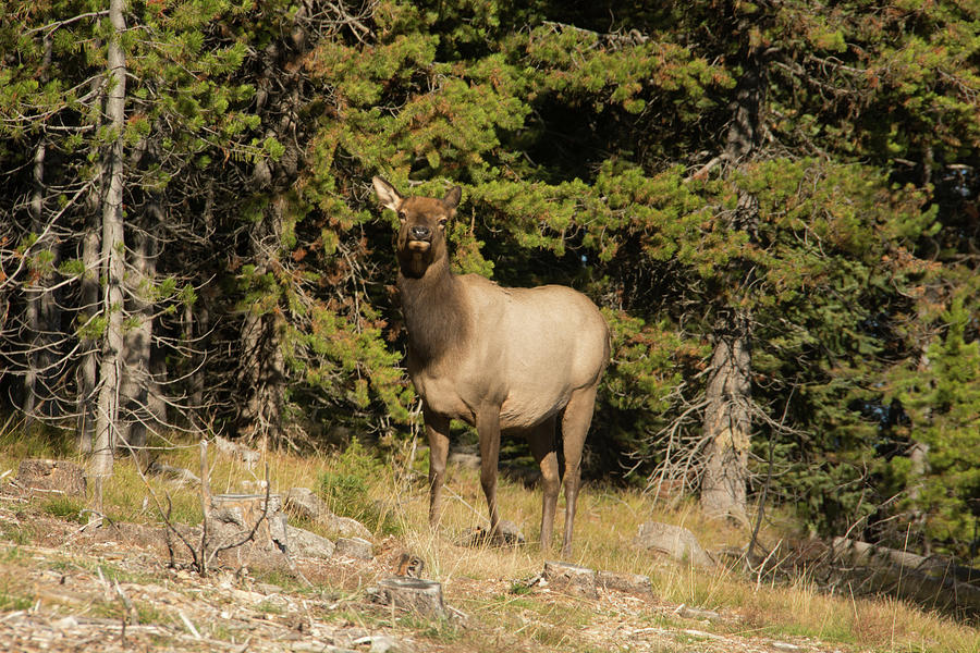 Elk in Yellowstone National Park Photograph by Pamela Williams
