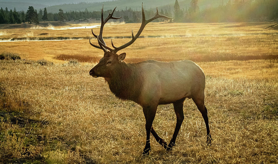 Elk in Yellowstone Photograph by Nicholas McCabe