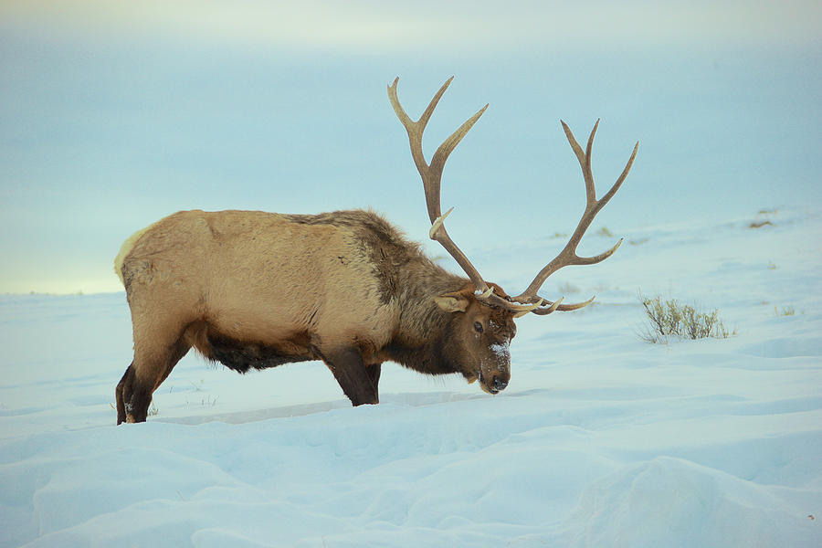 Elk In Yellowstone Photograph by Robert Cutrupi - Fine Art America