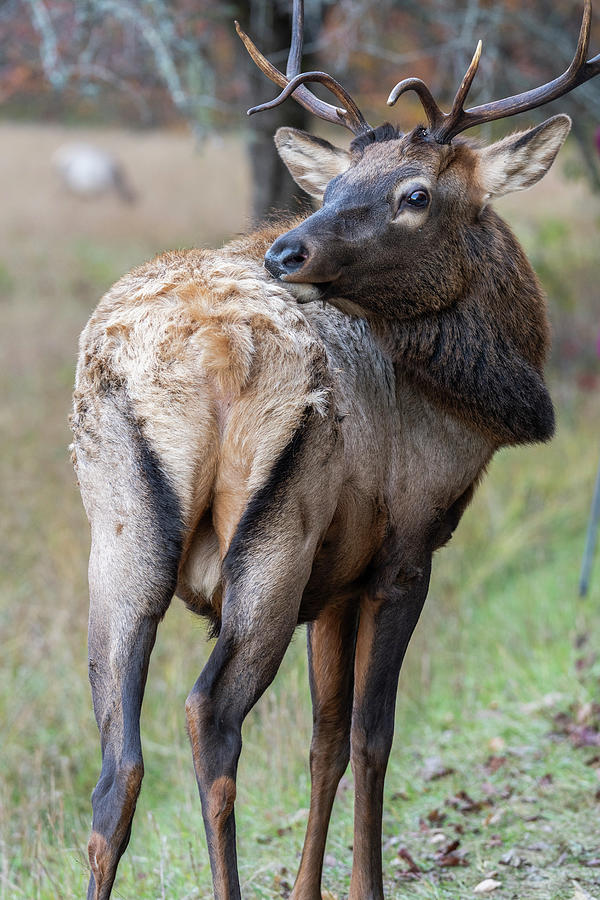 Elk Backwards Stare Photograph by Mark Papke