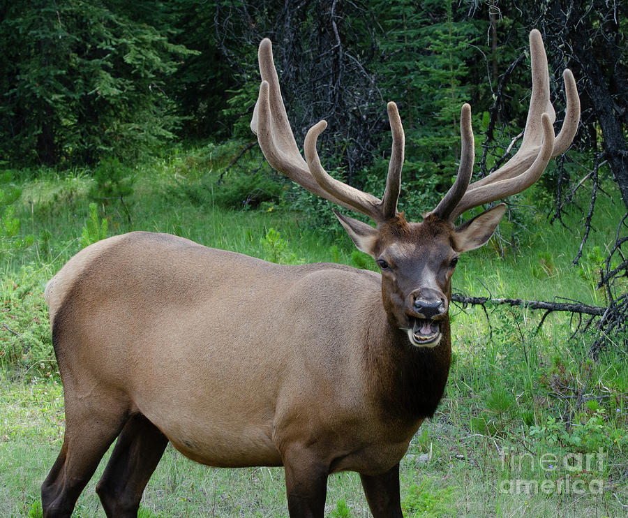 Elk Jasper National Park 2 Photograph by Bob Christopher