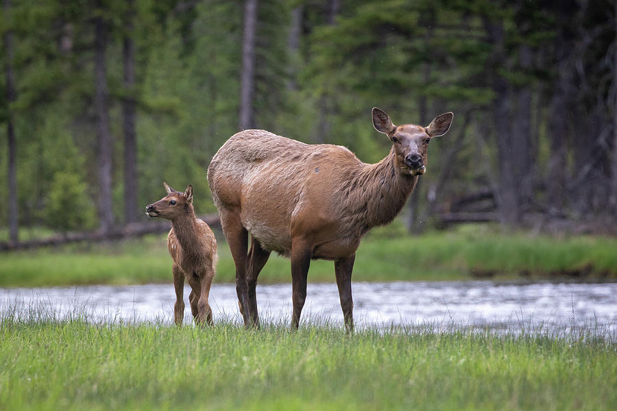 Elk Photograph by Julie Argyle