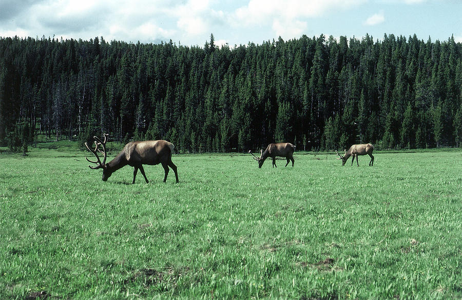 Yellowstone Elk Photograph by Kenny Glover