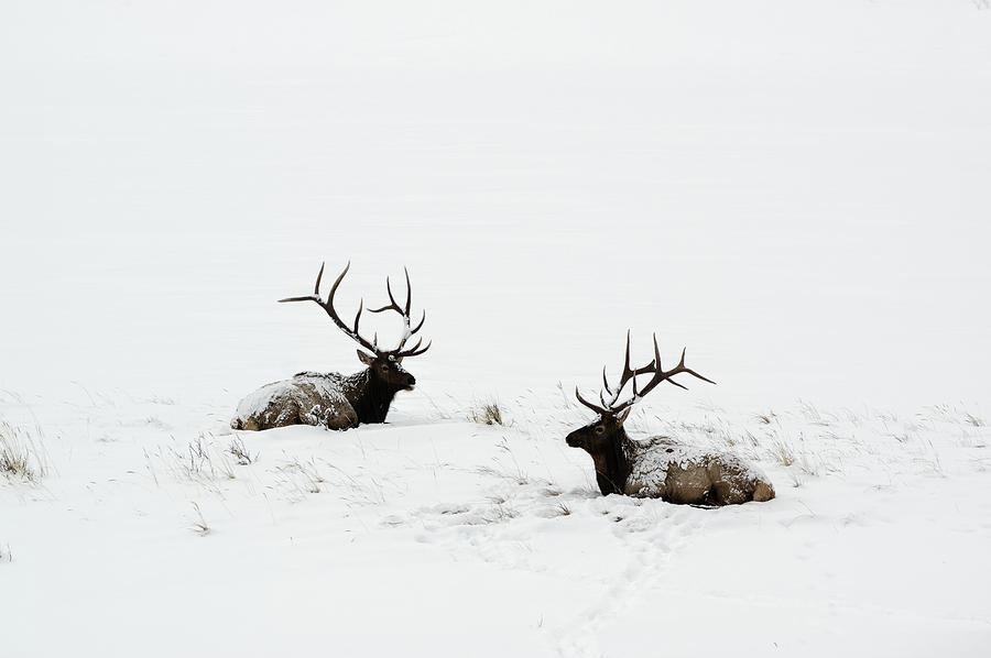 Elk laying in a snow covered meadow - 9069 Photograph by Jerry Owens