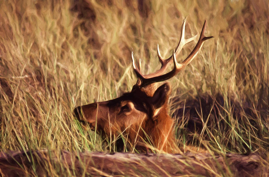 Elk Looking Left Digital Art by Russel Considine