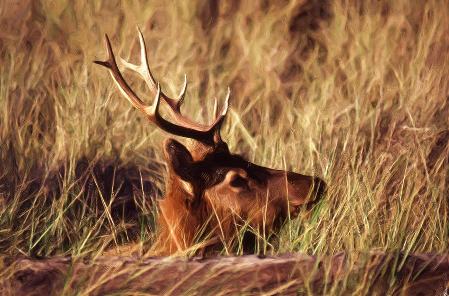 Elk Looking Right Digital Art by Russel Considine