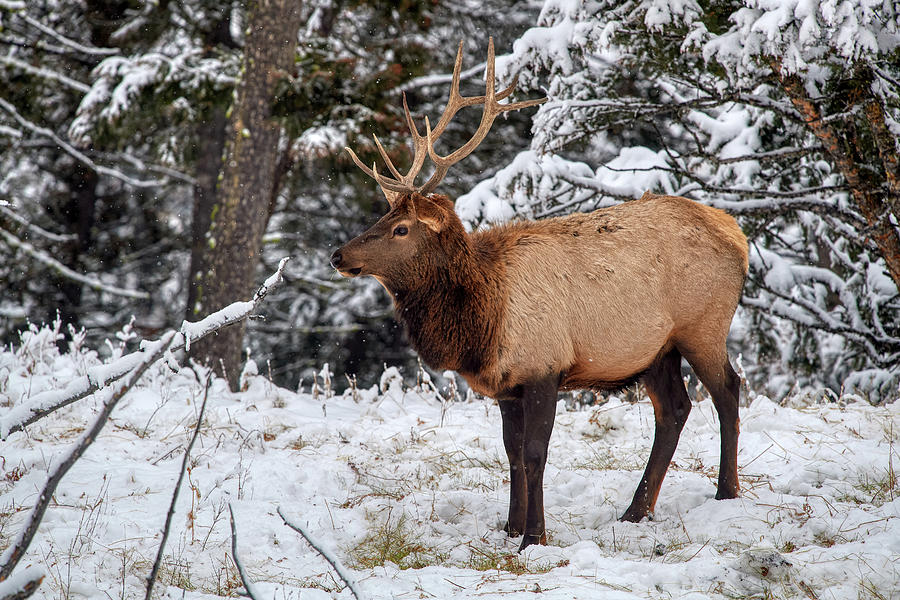 Elk male Photograph by Paul Freidlund