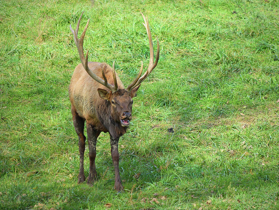 Elk Mating Call Photograph by Robert Tubesing - Fine Art America