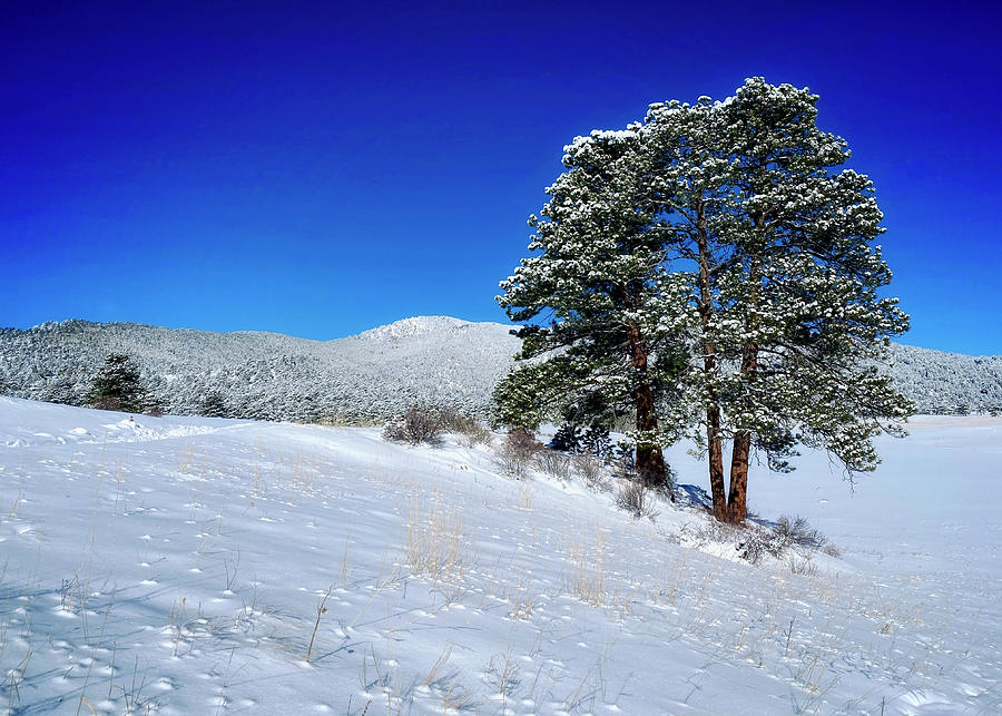 Elk Meadow Snow Photograph by Dan Miller