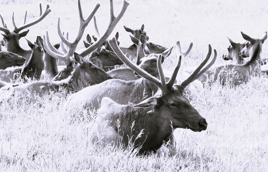 Elk  Photograph by Meagan  Visser